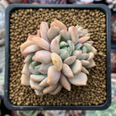 Echeveria 'Polar Bear' Small 2" Succulent Plant