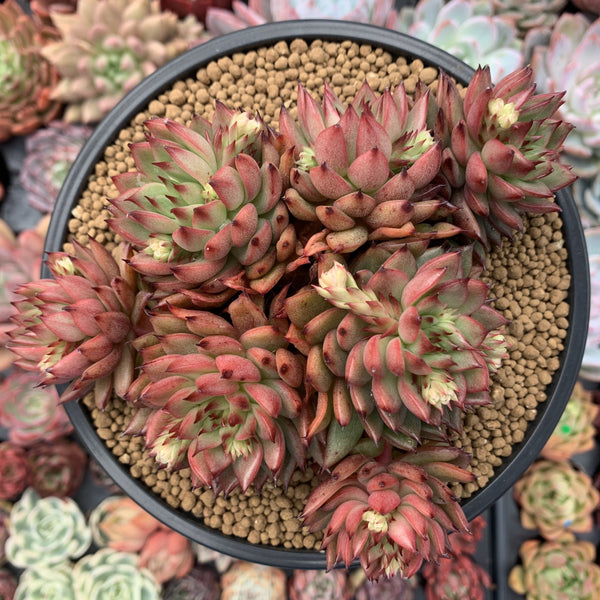 Echeveria Agavoides 'Rainstar' Cluster 5" Succulent Plant