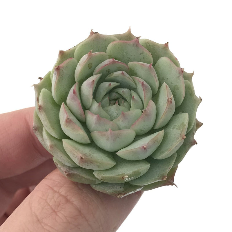 Echeveria 'Charles Rose' 1" Seedling Succulent Plant