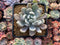 Pachyveria 'Roly-Poly' variegated 2" Succulent Plant