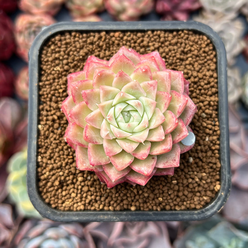 Echeveria sp. 2" Succulent Plant