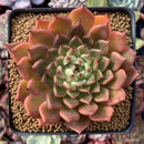 Echeveria Agavoides 'Black Tip' 3"-4" Succulent Plant