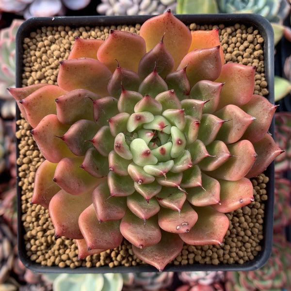 Echeveria Agavoides 'Black Tip' 3"-4" Succulent Plant