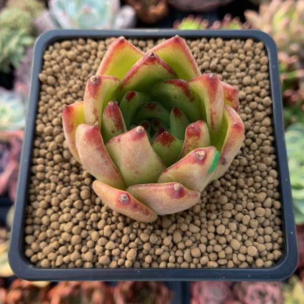 Echeveria Agavoides 'Lipstick' 3" Succulent Plant