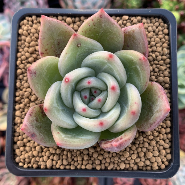 Echeveria Agavoides 'White Champaign' 2" Succulent Plant