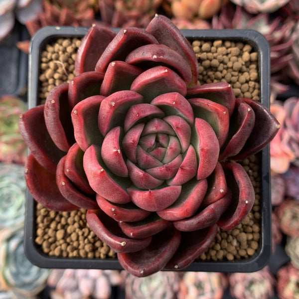 Echeveria Agavoides 'Callisto' 3"-4" Succulent Plant