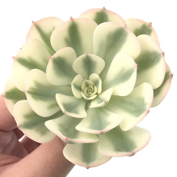 Echeveria 'Compton Carousel’ 3”-4" Succulent Plant