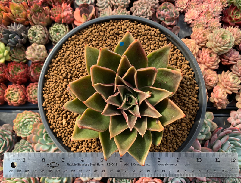 Echeveria Agavoides 'Rubella' 6"-7" Hard To Find Very Large Succulent Plant