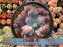 Echeveria 'Lilac Frost' 5"-6" Large Succulent Plant