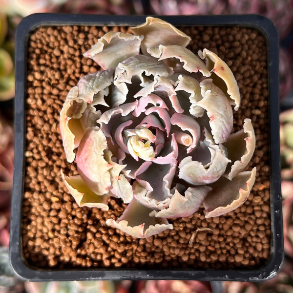 Echeveria 'Apricot' 1" Succulent Plant