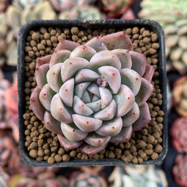 Echeveria 'Hanekansu' New Hybrid 1" Succulent Plant