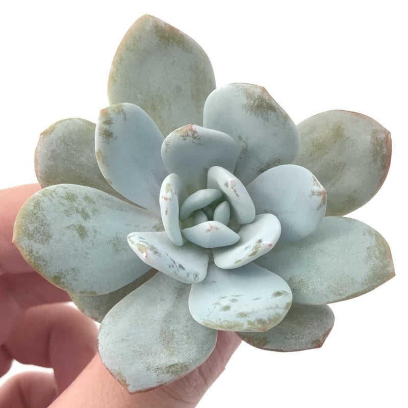 Echeveria 'Laui' 2" Powdery Succulent Plant