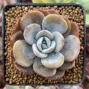 Echeveria 'Soul Mint' 1" Succulent Plant