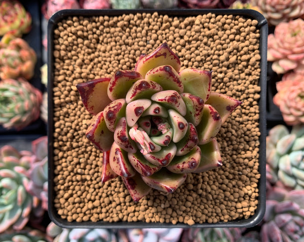 Echeveria Agavoides 'Pamila' 3" Succulent Plant