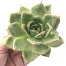 Echeveria Agavoides 'White Champaign' 4" Succulent Plant