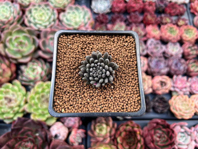 Sinocrassula Yunnanensis 1" Succulent Plant