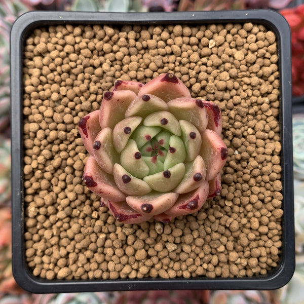 Echeveria Agavoides 'Sarabony' 2" Succulent Plant