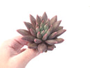 Pachyphytum 'Angel's Finger' 3"-4" Succulent Plant