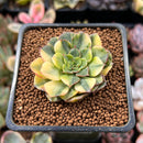 Echeveria 'Viva Chile' Variegated 2" Succulent Plant