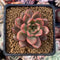 Echeveria Agavoides 'Red Bell' 2" Succulent Plant