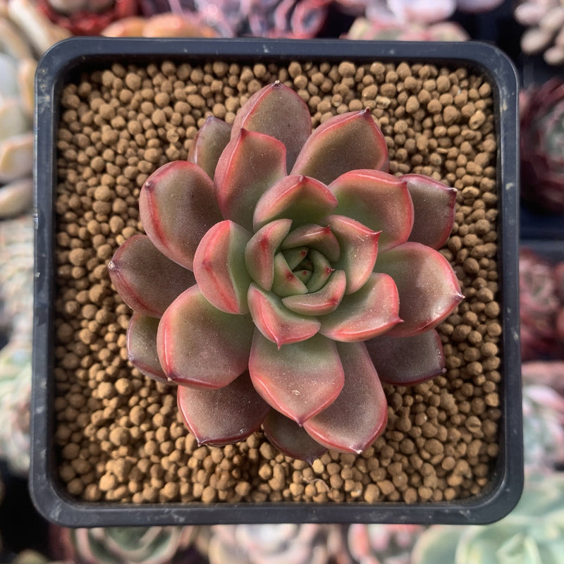 Echeveria Agavoides 'Red Bell' 2" Succulent Plant