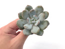 Echeveria 'Laui' 2"-3" Powdery Succulent Plant