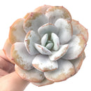 Echeveria 'Cream Tea' 4" Powdery Large Succulent Plant