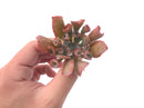 Echeveria 'Trumpet Pinky' 2"-3" Rare Succulent Plant