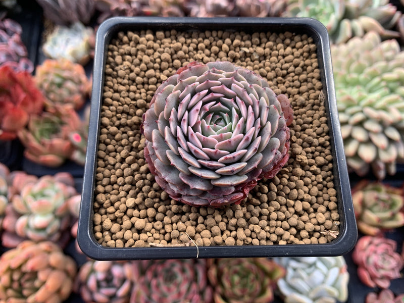 Echeveria 'Tuxpan' 2" Succulent Plant