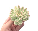 Echeveria 'Mebina' Variegated Large 3"-4" Succulent Plant