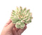 Echeveria 'Mebina' Variegated Large 3"-4" Succulent Plant