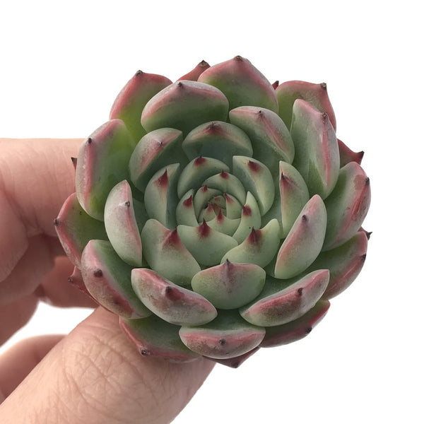 Echeveria 'Morikone' 1" Succulent Plant