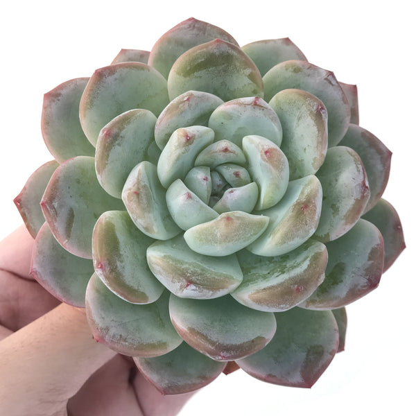 Echeveria 'Icy Green' 5" Large Succulent Plant