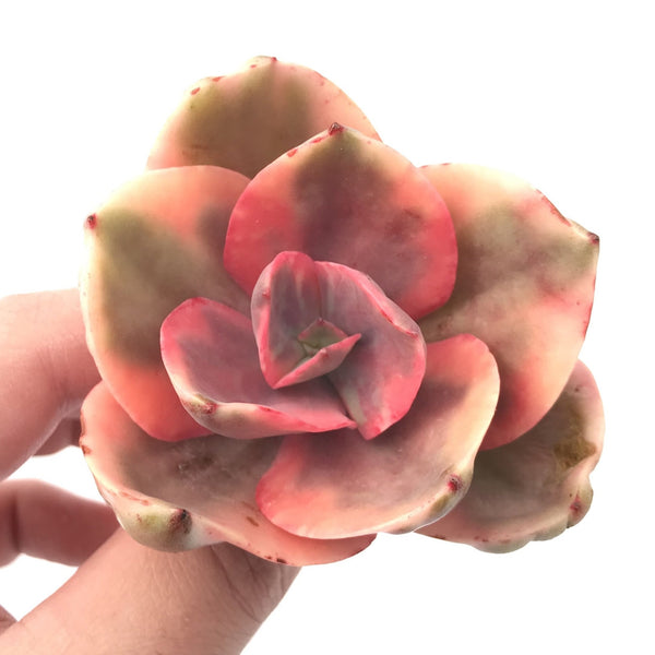 Echeveria 'Golden State’ Variegated 2"-3” Rare Succulent Plant