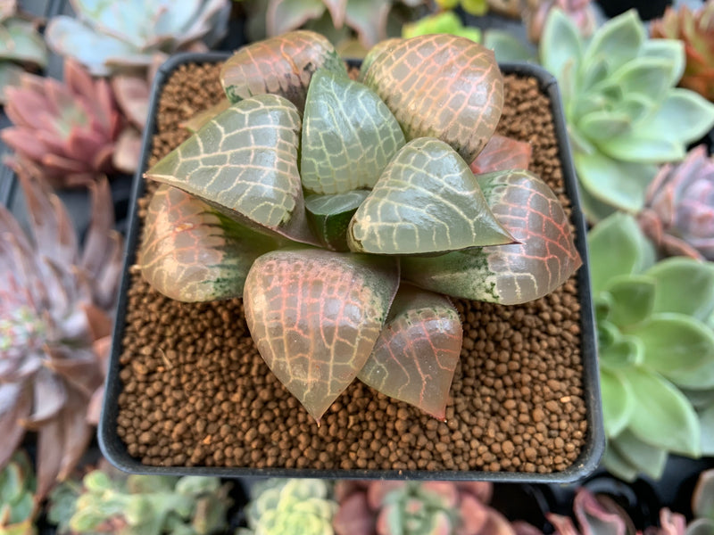 Haworthia Comptoniana 'Crystal' 3"-4" Succulent Plant