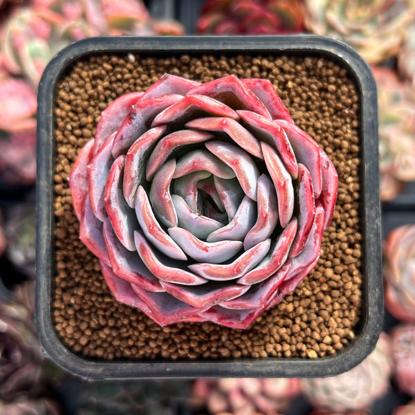 Echeveria sp. 2" Succulent Plant