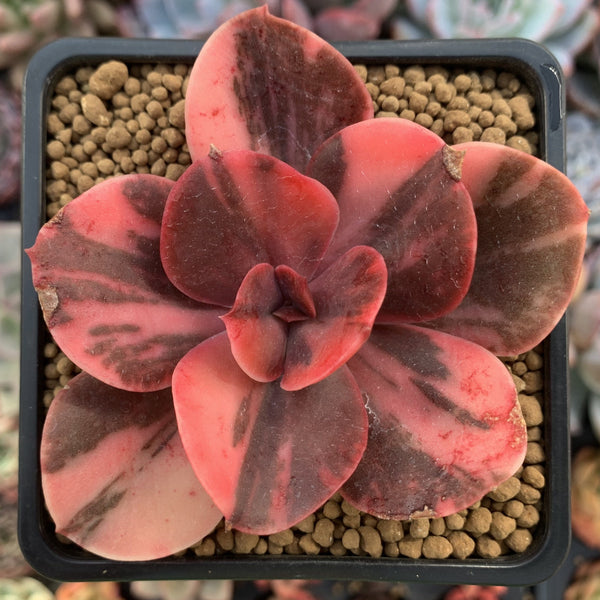 Echeveria 'Primadonna' Variegated