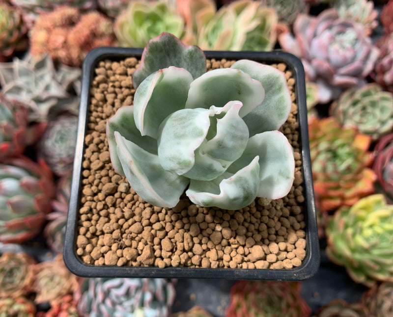 Echeveria 'Berkley Light' Variegated 1” Succulent Plant