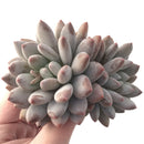 Pachyphytum 'Snow Flower' 5" Succulent Plant