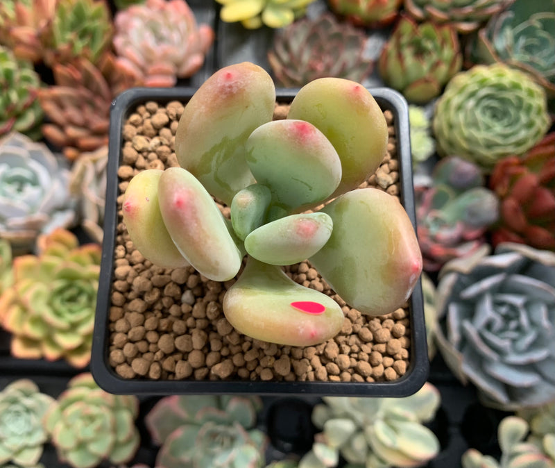 Pachyphytum 'Doctor Cornelius' 2" Succulent Plant