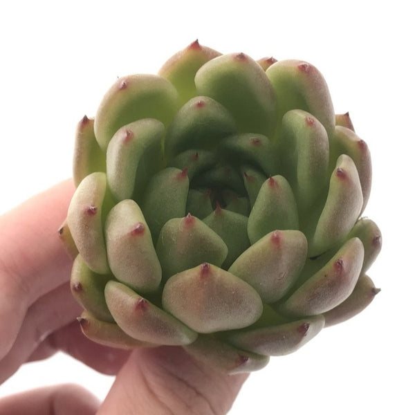 Echeveria Agavoides 'Bravo' 2"-3" Succulent Plant