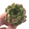 Echeveria Agavoides 'Bravo' 2"-3" Succulent Plant