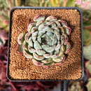 Echeveria sp. 2" Succulent Plant