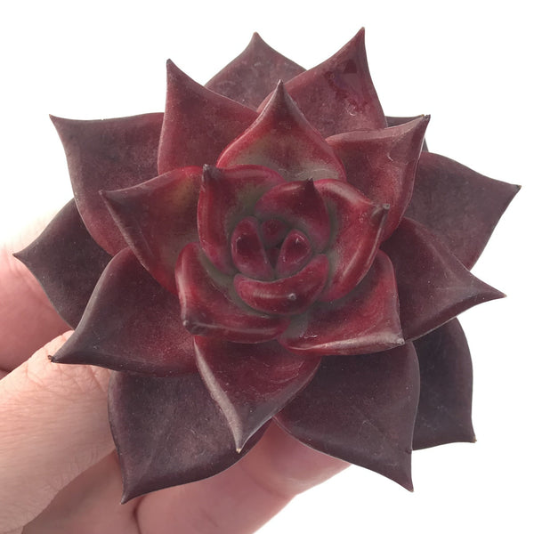 Echeveria Agavoides 'Luming' 3” Rare Succulent Plant