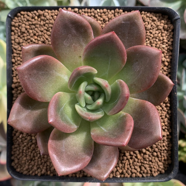 Echeveria 'Baekya' 4" Succulent Plant