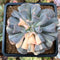 Echeveria 'Cubic Frost' Variegated 3" Succulent Plant