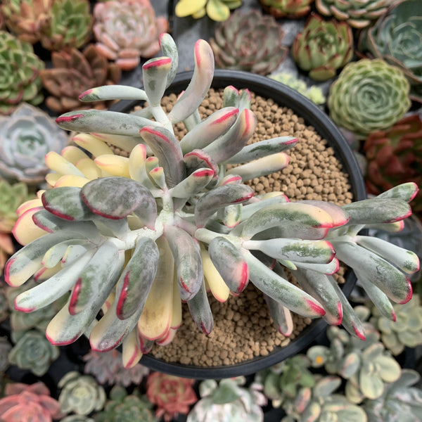 Cotyledon 'Orbiculata' Variegated 6" Very Large Succulent Plant