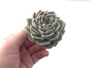 Echeveria 'Red Velvet' 2" Succulent Plant