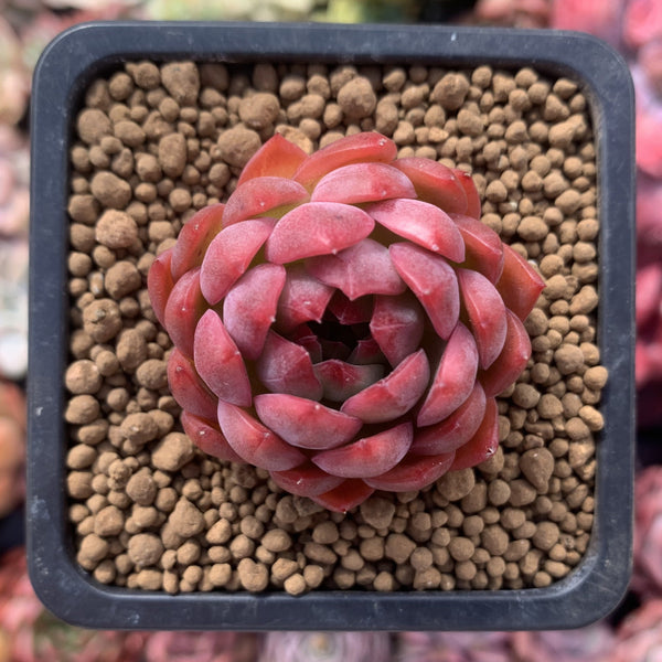 Echeveria Agavoides 'Angela Star' 1" Succulent Plant