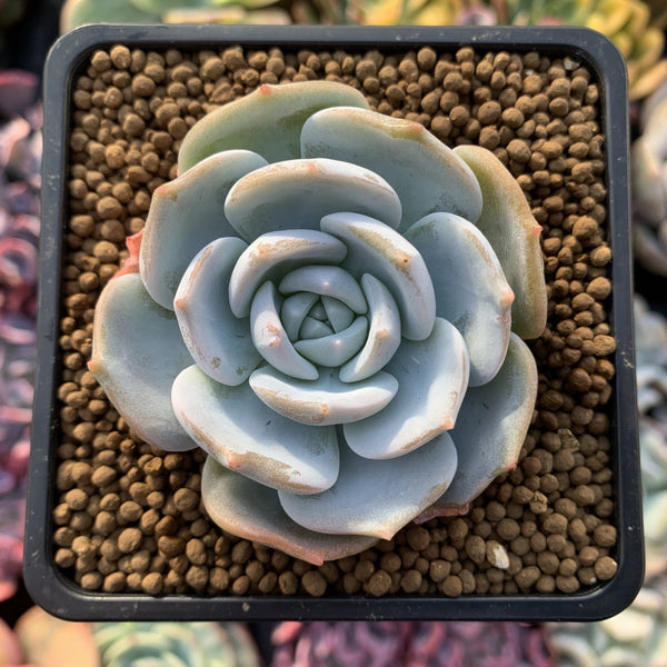 Echeveria 'White One' 3” Powdery Succulent Plant